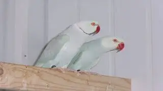 ببغاء دره  طفرات
