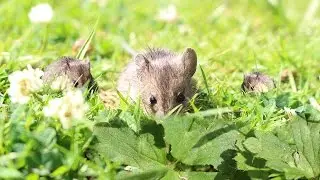Life of a Field Mouse