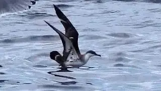 Pardela de Barrete * Great Shearwater