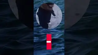 🤣🤣😆😆🤣 - #смешныевидео #прикол #юмор #shorts #youtube #рекомендации #funny #смешнойшорт #мем #приколы