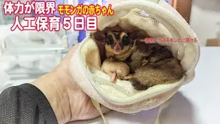 初めてモモンガをお迎えした時の思い出を語りながら赤ちゃんの人工保育5日目