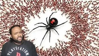 The Life of National Geographic | 1000 Ants vs Black Widow | Reaction