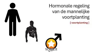 De hormonale regeling van de mannelijke voortplanting  [ GENETICA ]