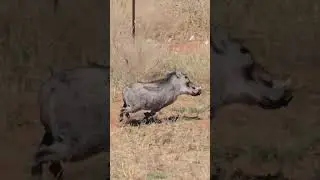roadside warthog