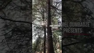 iphone xr video test #forest  (vertical short film) - reels