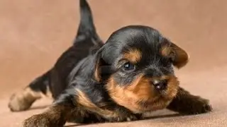 Yorkie Puppy Crying