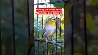 pleci betina super #plecigacor