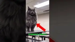 &ldquo;TOP 5 MOST EXPENSIVE ANIMALS IN THE WORLD 😱😲