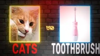 Cats react to Toothbrush  - Funny Cats Vs Toothbrush