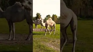 camel roaming#camels  walk so #slowmotion   #shorts