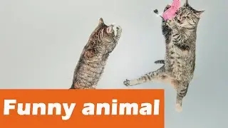 Cat brother takes care of sister. Humanized kitten! Such a lovely cat!😝