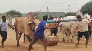 Old category || Ongole bulls race || #youtubevideo #viralvideo #video #village #viral #withvoice 