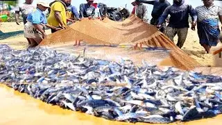 😱 Unbelievable!! Amazing big fish catching the best video - sea net fishing fishermen using tractor 