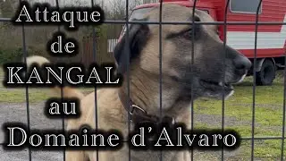 Attaque de KANGAL au Domaine d’Alvaro 