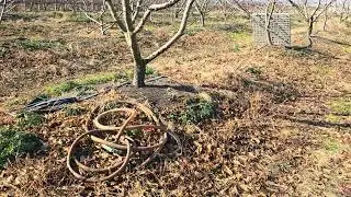 복숭아 묘목 심기전에 꼭 할일. 복숭아나무가 죽는이유 복숭아나무 잘키우는방법.복숭아 평당 매출증대 시키는방법.