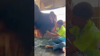 #reels #trending #trendingshorts #satisfying #biggest #show #lige #cow #bull #viralvideo