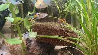 Different variety of fish | Guppy Fish | Shrimp | Relaxing video | Travel Olagam