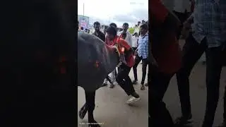 buffalo race Pandharpur #animal #baffalo #funnyanimals #viralvideo #cow #bull