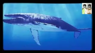 BLUE WHALE SUICIDE GAME - ANTI BLUE WHALE - STATEMENT FROM SUMON AHMED