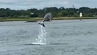 Wrightsville Beach Scenic Tours   Dolphin Jumps in Slow Motion
