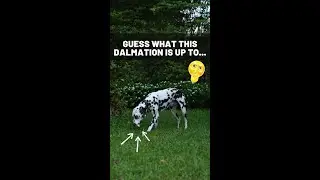 Guess What This Intelligent Dog Is Up To This Time... 🙃 #shorts
