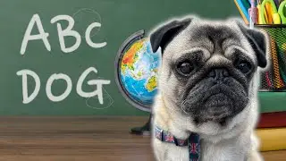 How Smart are Pug Dogs? 🤔