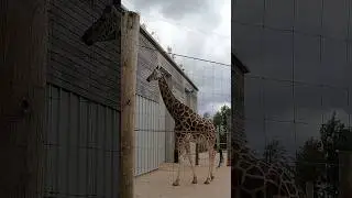 Giraffe came to say hi #animals #zoo #family #fun #daysout #adventure #giraffe