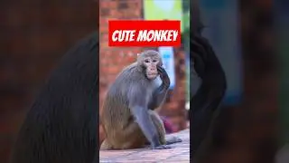 A Cute Monkey // #monkey #shorts #shortvideo #ytshorts #animals #wildlifeworld