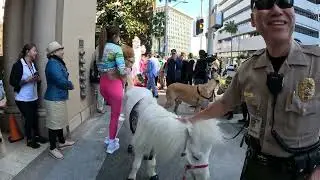 Lt. Rowdy Mini Horse Walks into an Exclusive Beverly Hills Hotel Fashion Party 2023