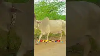 #tharparkercow #cow #tharparkarcow