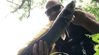 Multiple species including SNAKEHEAD. Paulinskill river Blairstown NJ