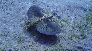 Dactylopterus volitans