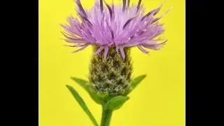 BARDANA (Arctium lappa) PLANTAS MEDICINALES