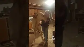 🐾The real Clifford 🐾 #dogshorts #dog #reaction #pets #home #funny #news