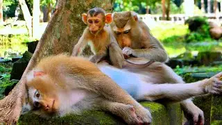 Wow unbelievable! Very Smart Baby Kendra & Mommy Katrina came Help grooming Pregnant Rose.