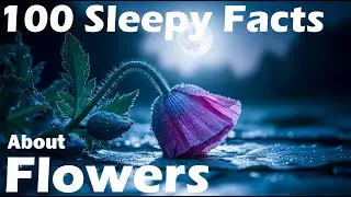 Fall Asleep in 20 Minutes: The Hidden History of Flowers | Deep Sleep Documentary