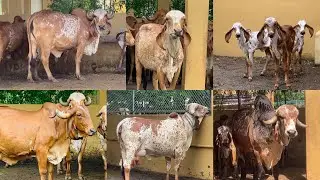 History of Kasturi gir gaushala Rajkot | best gir cow Gujarat