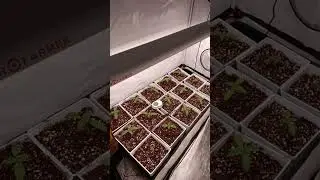 🌱 Unlocking the Power of Growth with SF300/SF600! 🌿 #shorts #spiderfarmer #ledgrowlights