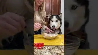 Pumpkin pie for dogs recipe
