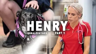 BONDI VET. Can Dr Alex save Henry the Kelpie after she is pulled from a house fire?