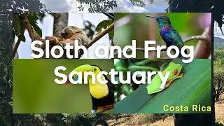 Visiting a Sloth Sanctuary in Costa Rica| Organic Farm