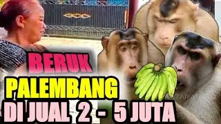 BERUK PALEMBANG DI JUAL CEPAT 2 SAMPAI 5 JUTA RUPIAH