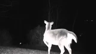 Wildberry Glen- Doe & Fox (video #1) Winter 2013