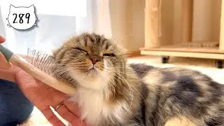 Scottish Fold kitten changing her pose while being brushed. Elle video No.289