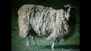 Welsh Sheep Shaggers? The Real Sheep Shaggers are the English.
