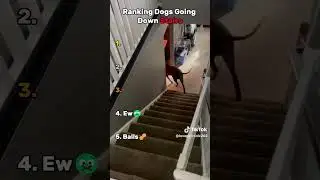 Ranking Dogs Going Down Stairs🤣🤣🤣#shorts #funnydogs