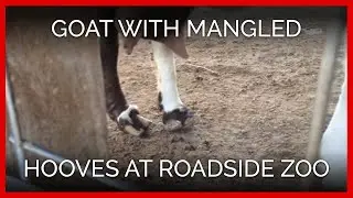 Goat With Severely Mangled Hooves Stuck in Roadside Zoo