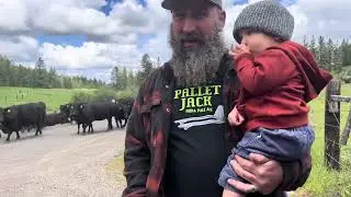 Levi gets an eye full-cattledrive day