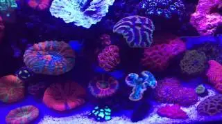 What is the 3 week coral rule?