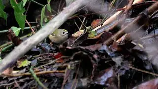 Small birds at beaver dam